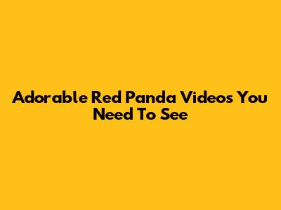 Adorable Red Panda Videos You Need To See