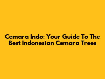 Cemara Indo: Your Guide To The Best Indonesian Cemara Trees