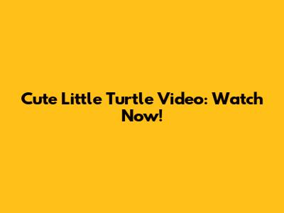 Cute Little Turtle Video: Watch Now!