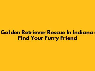 Golden Retriever Rescue In Indiana: Find Your Furry Friend