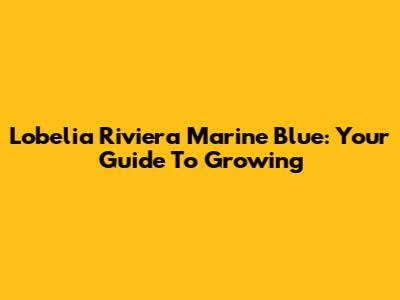 Lobelia Riviera Marine Blue: Your Guide To Growing
