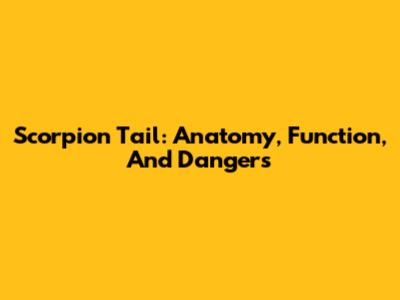 Scorpion Tail: Anatomy, Function, And Dangers