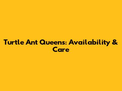 Turtle Ant Queens: Availability & Care