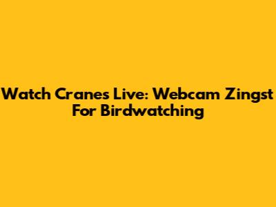 Watch Cranes Live: Webcam Zingst For Birdwatching